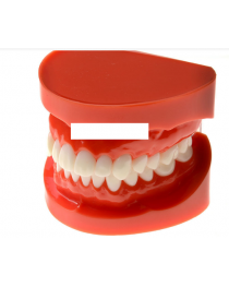 Arcada dentara dinti plastic